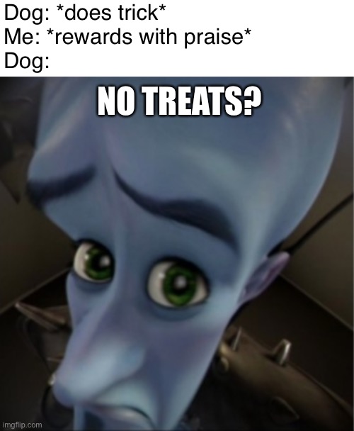 Dog: *does trick*
Me: *rewards with praise*
Dog:; NO TREATS? | image tagged in white header,megamind peeking | made w/ Imgflip meme maker