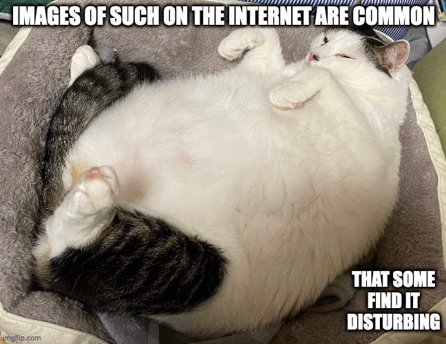 Fat Cat on Twitter | IMAGES OF SUCH ON THE INTERNET ARE COMMON; THAT SOME FIND IT DISTURBING | image tagged in cats,memes | made w/ Imgflip meme maker