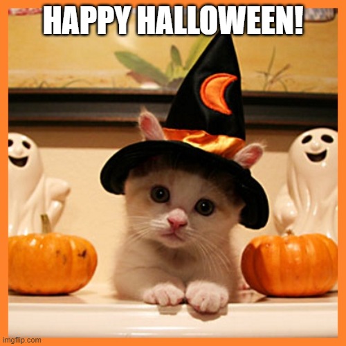 happy halloween | HAPPY HALLOWEEN! | image tagged in halloweencat | made w/ Imgflip meme maker