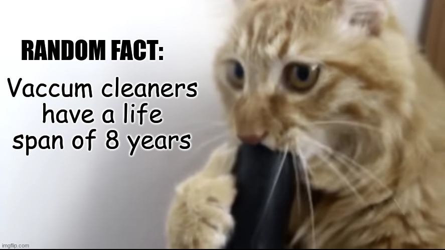 vaccum cat | Vaccum cleaners have a life span of 8 years; RANDOM FACT: | image tagged in vaccum cat | made w/ Imgflip meme maker