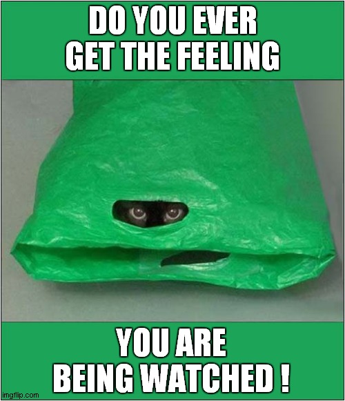 Paranoid ? | DO YOU EVER GET THE FEELING; YOU ARE BEING WATCHED ! | image tagged in cats,sometimes,paranoia | made w/ Imgflip meme maker