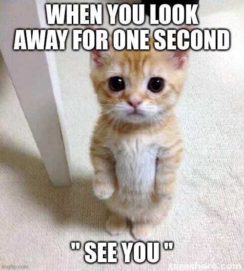 no privacy | WHEN YOU LOOK AWAY FOR ONE SECOND; " SEE YOU " | image tagged in memes,cute cat | made w/ Imgflip meme maker