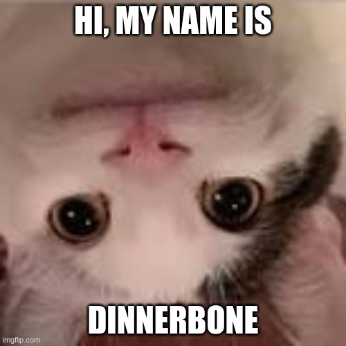 Dinnerbone Cat | HI, MY NAME IS; DINNERBONE | image tagged in beluga,minecraft | made w/ Imgflip meme maker