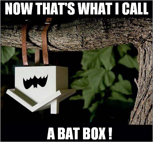 Weirdly Makes Sense ! | NOW THAT'S WHAT I CALL; A BAT BOX ! | image tagged in fun,bats,spooktober | made w/ Imgflip meme maker