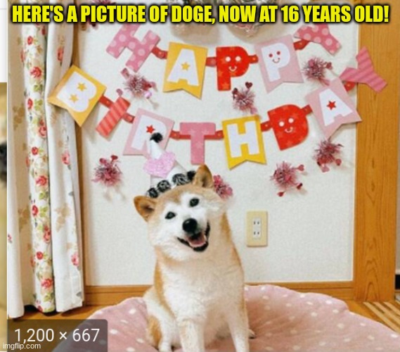 HERE'S A PICTURE OF DOGE, NOW AT 16 YEARS OLD! | image tagged in doge,birthday,dogs,doggo,puppy,buff doge vs cheems | made w/ Imgflip meme maker