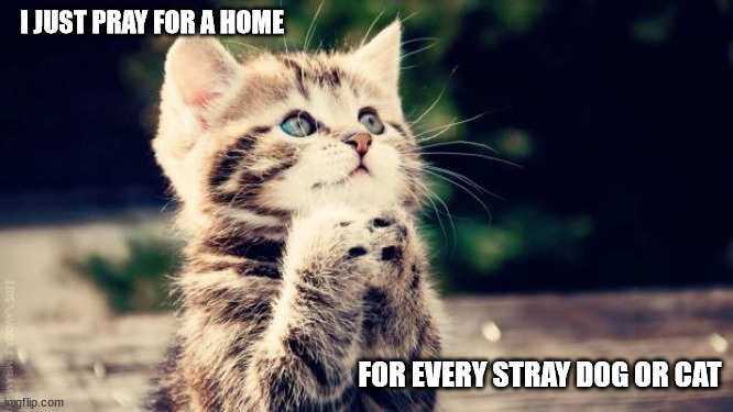 just a home | I JUST PRAY FOR A HOME; FOR EVERY STRAY DOG ​​OR CAT | image tagged in praying cat | made w/ Imgflip meme maker