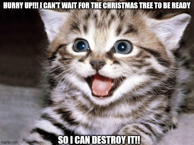 Uber Cute Cat | HURRY UP!!! I CAN'T WAIT FOR THE CHRISTMAS TREE TO BE READY; SO I CAN DESTROY IT!! | image tagged in uber cute cat | made w/ Imgflip meme maker