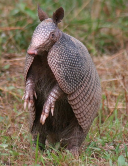 armadillo | image tagged in armadillo | made w/ Imgflip meme maker