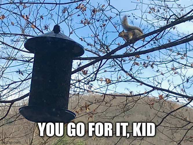 Ambitious Squirrel | YOU GO FOR IT, KID | image tagged in ambitious squirrel | made w/ Imgflip meme maker