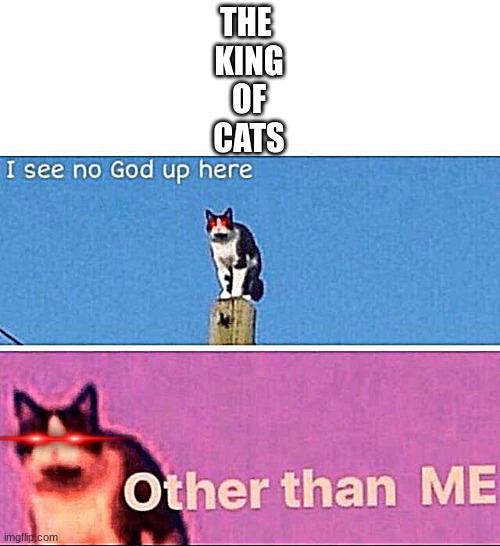 I see no god up here | THE 
KING
OF
CATS | image tagged in i see no god up here | made w/ Imgflip meme maker