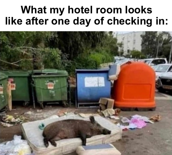 Can anyone relate to this? | What my hotel room looks like after one day of checking in: | image tagged in memes,unfunny,pig | made w/ Imgflip meme maker