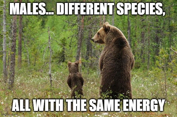 MALES... DIFFERENT SPECIES, ALL WITH THE SAME ENERGY | image tagged in bears,males | made w/ Imgflip meme maker