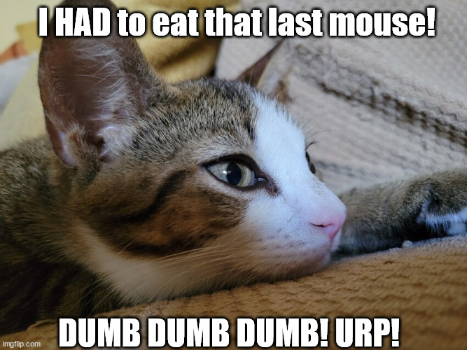 I HAD to eat that last mouse! | I HAD to eat that last mouse! DUMB DUMB DUMB! URP! | image tagged in cats,funny cats,funny cat memes | made w/ Imgflip meme maker