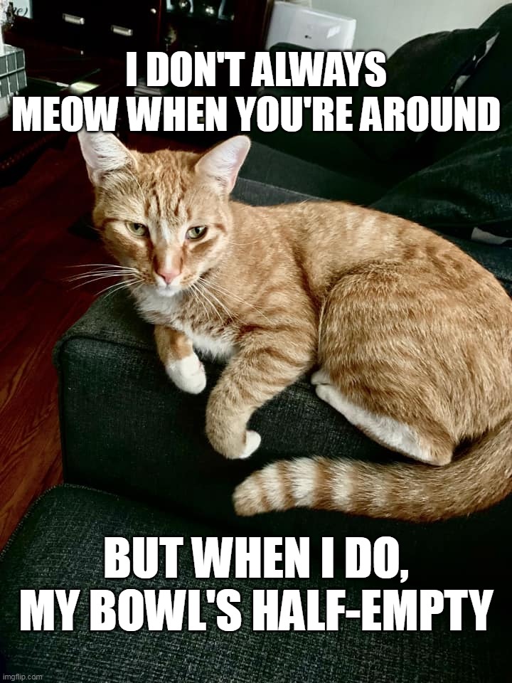I DON'T ALWAYS MEOW WHEN YOU'RE AROUND; BUT WHEN I DO, MY BOWL'S HALF-EMPTY | image tagged in meme,memes,humor,funny,cat,cats | made w/ Imgflip meme maker
