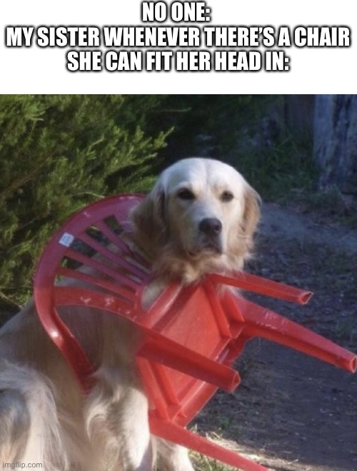 Dog chair | NO ONE: 
MY SISTER WHENEVER THERE’S A CHAIR SHE CAN FIT HER HEAD IN: | image tagged in dog chair | made w/ Imgflip meme maker