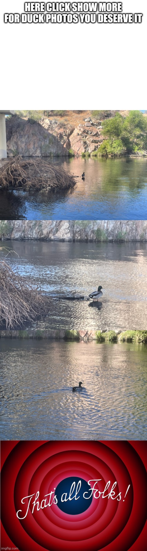I was kayaking down the river and I found this guy yes I live in Gilbert arizona |  HERE CLICK SHOW MORE FOR DUCK PHOTOS YOU DESERVE IT | image tagged in blank white template,that's all folks,ducks,river,boat | made w/ Imgflip meme maker