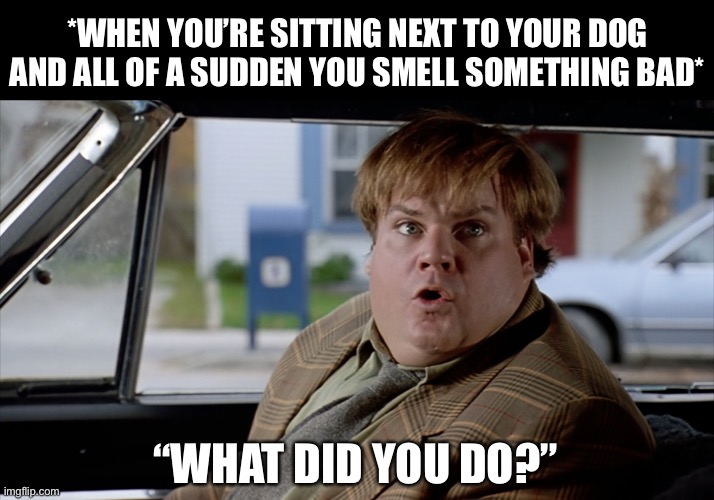 What Did You Do? | *WHEN YOU’RE SITTING NEXT TO YOUR DOG AND ALL OF A SUDDEN YOU SMELL SOMETHING BAD*; “WHAT DID YOU DO?” | image tagged in what did you do,fart,dog fart,stinky,dogs | made w/ Imgflip meme maker