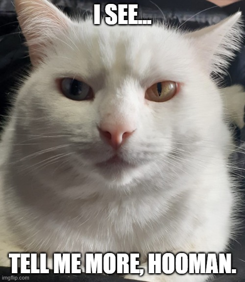 Bowie Tell Me More | I SEE... TELL ME MORE, HOOMAN. | image tagged in bowietellmemore | made w/ Imgflip meme maker