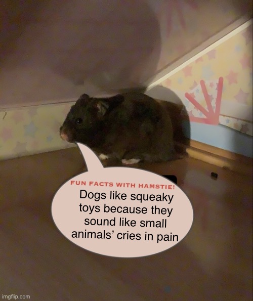Fun Facts With Hamstie post #2 | Dogs like squeaky toys because they sound like small animals’ cries in pain | image tagged in fun facts with hamstie | made w/ Imgflip meme maker
