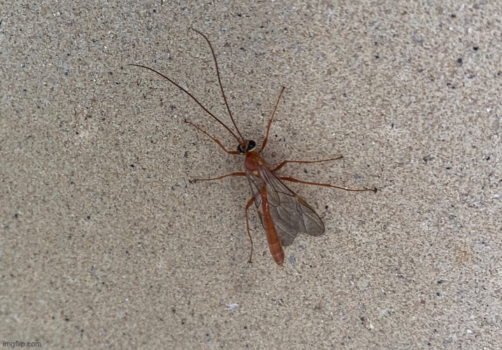 A thing | made w/ Imgflip meme maker