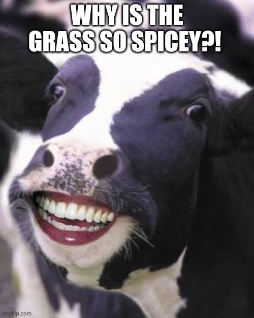 WHY IS THE GRASS SO SPICEY?! | image tagged in laughing cow | made w/ Imgflip meme maker