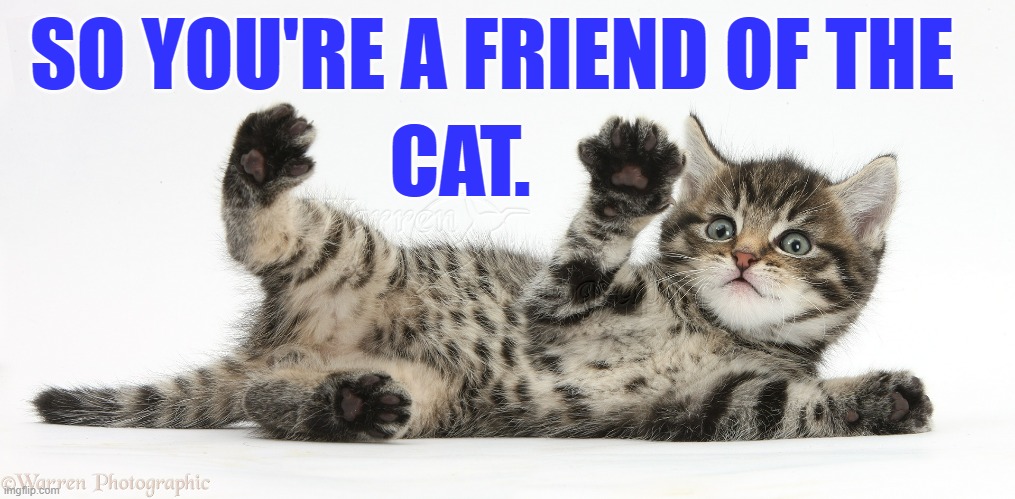 SO YOU'RE A FRIEND OF THE CAT. | made w/ Imgflip meme maker