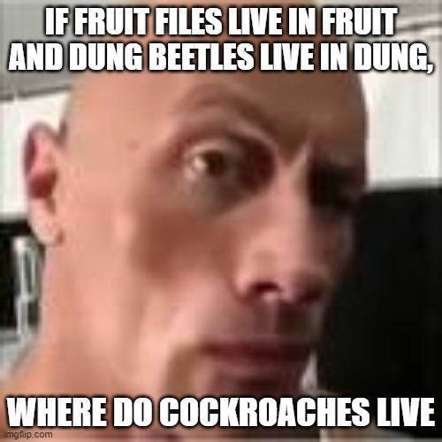 That aint right.... | IF FRUIT FILES LIVE IN FRUIT AND DUNG BEETLES LIVE IN DUNG, WHERE DO COCKROACHES LIVE | image tagged in hold up wait a minute something aint right | made w/ Imgflip meme maker