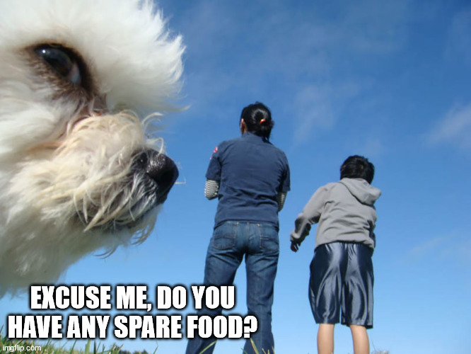 Excuse me, do you have any spare food? | EXCUSE ME, DO YOU HAVE ANY SPARE FOOD? | image tagged in dog photobomb,food | made w/ Imgflip meme maker