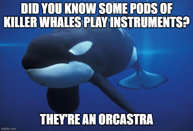 Musicians | DID YOU KNOW SOME PODS OF KILLER WHALES PLAY INSTRUMENTS? THEY'RE AN ORCASTRA | image tagged in killer whale | made w/ Imgflip meme maker