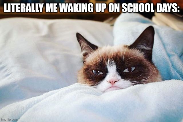 true | LITERALLY ME WAKING UP ON SCHOOL DAYS: | image tagged in grumpy cat bed,cats,grumpy cat,school days,memes,funny | made w/ Imgflip meme maker