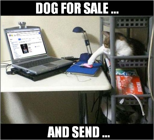 Computer Cat Know What He Wants ! | DOG FOR SALE ... AND SEND ... | image tagged in cats,computer,dog,for sale,ebay | made w/ Imgflip meme maker