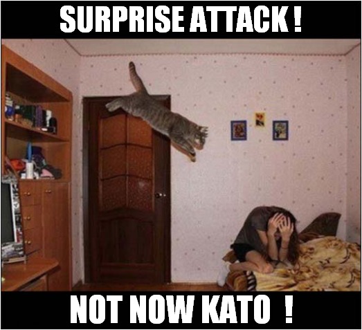 Cat Is A Fan Of The Pink Panther Films ! | SURPRISE ATTACK ! NOT NOW KATO  ! | image tagged in cats,pink panther,kato,not now | made w/ Imgflip meme maker