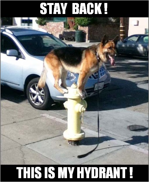 Dog Likes This Spot ! | STAY  BACK ! THIS IS MY HYDRANT ! | image tagged in dogs,german shepherd,fire hydrant | made w/ Imgflip meme maker