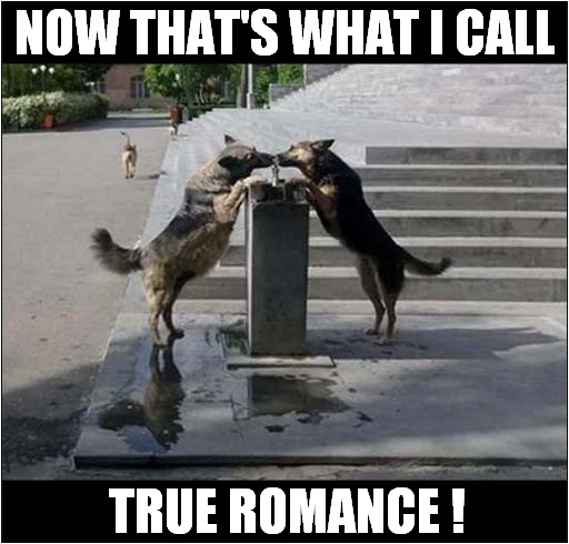 Dogs Kissing Over Fountain ! | NOW THAT'S WHAT I CALL; TRUE ROMANCE ! | image tagged in dogs,now thats what i call,romance,german shepherd,kissing,fountain | made w/ Imgflip meme maker