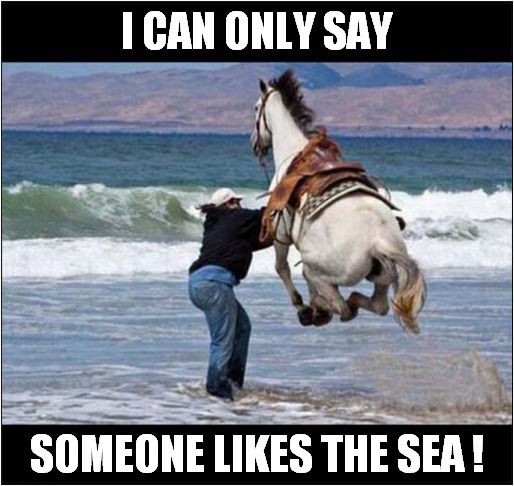 Horse At The Beach ! | I CAN ONLY SAY; SOMEONE LIKES THE SEA ! | image tagged in fun,horses,day at the beach | made w/ Imgflip meme maker