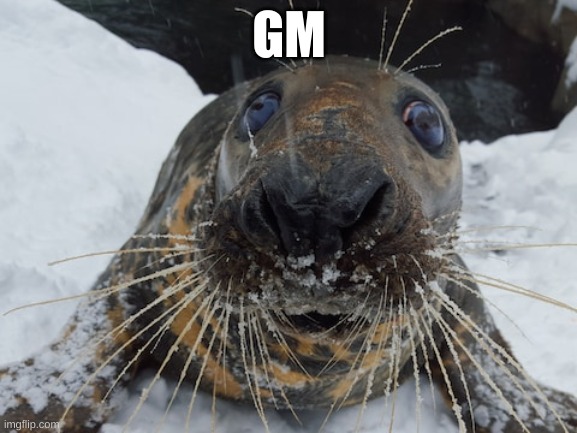 his name's bim bim | GM | image tagged in his name's bim bim | made w/ Imgflip meme maker