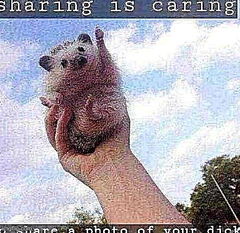 Hedgehog | image tagged in sharing is caring | made w/ Imgflip meme maker