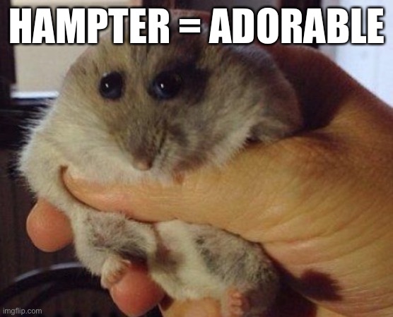 want Hampter? | HAMPTER = ADORABLE | image tagged in hampter | made w/ Imgflip meme maker