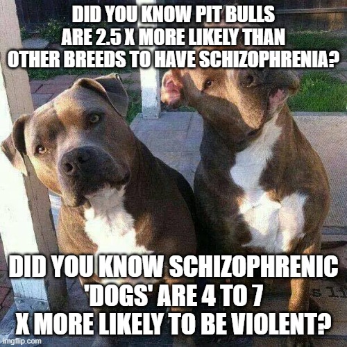 fun facts | DID YOU KNOW PIT BULLS ARE 2.5 X MORE LIKELY THAN OTHER BREEDS TO HAVE SCHIZOPHRENIA? DID YOU KNOW SCHIZOPHRENIC 'DOGS' ARE 4 TO 7 X MORE LIKELY TO BE VIOLENT? | image tagged in pit bulls | made w/ Imgflip meme maker