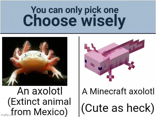 Axolotls | A Minecraft axolotl; An axolotl; (Extinct animal from Mexico); (Cute as heck) | image tagged in choose wisely,axolotl,memes,minecraft,minecraft memes,funny | made w/ Imgflip meme maker