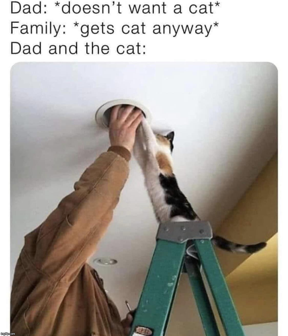 image tagged in cats | made w/ Imgflip meme maker