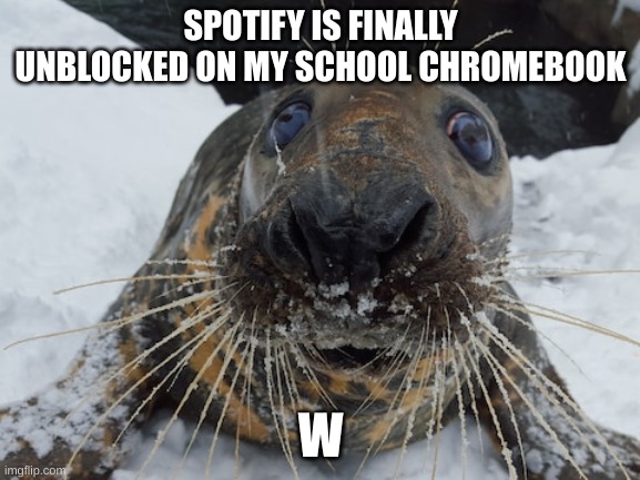 his name's bim bim | SPOTIFY IS FINALLY UNBLOCKED ON MY SCHOOL CHROMEBOOK; W | image tagged in his name's bim bim | made w/ Imgflip meme maker
