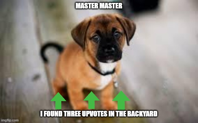 master master |  MASTER MASTER; I FOUND THREE UPVOTES IN THE BACKYARD | image tagged in cute dog,cuteness overload,upvotes,pets | made w/ Imgflip meme maker