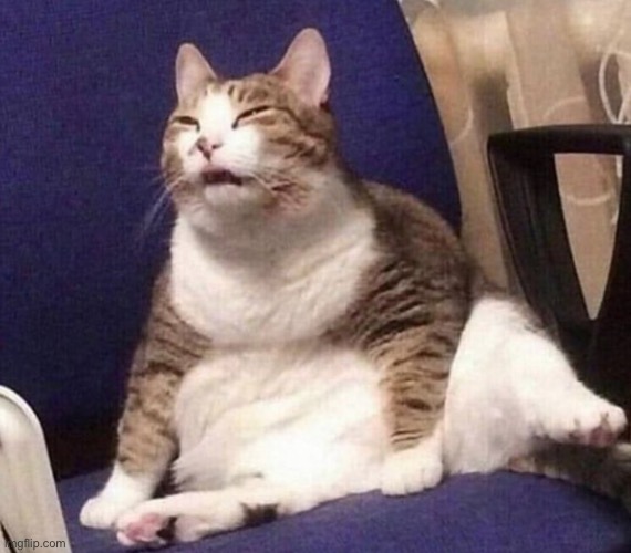 Squinting cat | image tagged in squinting cat | made w/ Imgflip meme maker