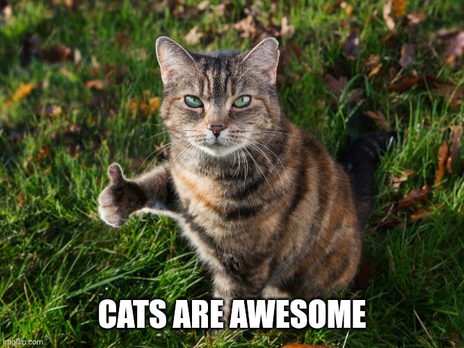 THUMBS UP CAT | CATS ARE AWESOME | image tagged in thumbs up cat | made w/ Imgflip meme maker