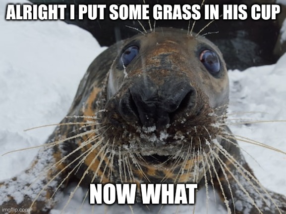 nvm im sending him outside | ALRIGHT I PUT SOME GRASS IN HIS CUP; NOW WHAT | image tagged in his name's bim bim | made w/ Imgflip meme maker