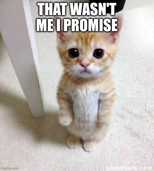 Cute Cat Meme | THAT WASN'T ME I PROMISE | image tagged in memes,cute cat | made w/ Imgflip meme maker