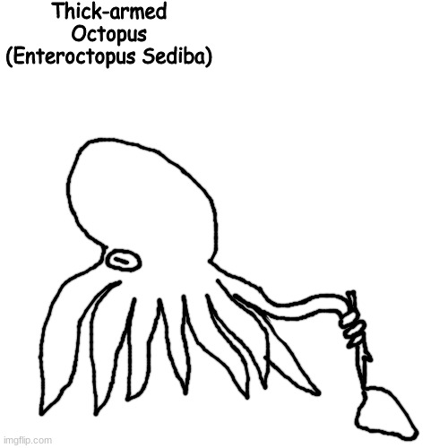 intelligent life in the seas of the forgotten hole | Thick-armed Octopus
(Enteroctopus Sediba) | made w/ Imgflip meme maker
