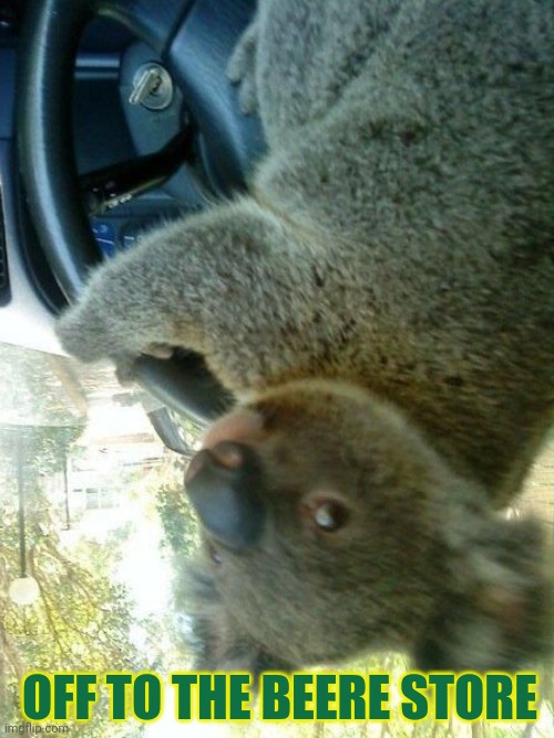 Meanwhile in Australia | OFF TO THE BEERE STORE | image tagged in meanwhile in australia,koala,beer,suck it down | made w/ Imgflip meme maker
