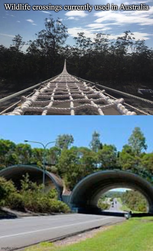 Wildlife crossings currently used in Australia | made w/ Imgflip meme maker